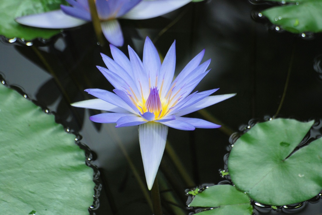 water-lily-362819_1920